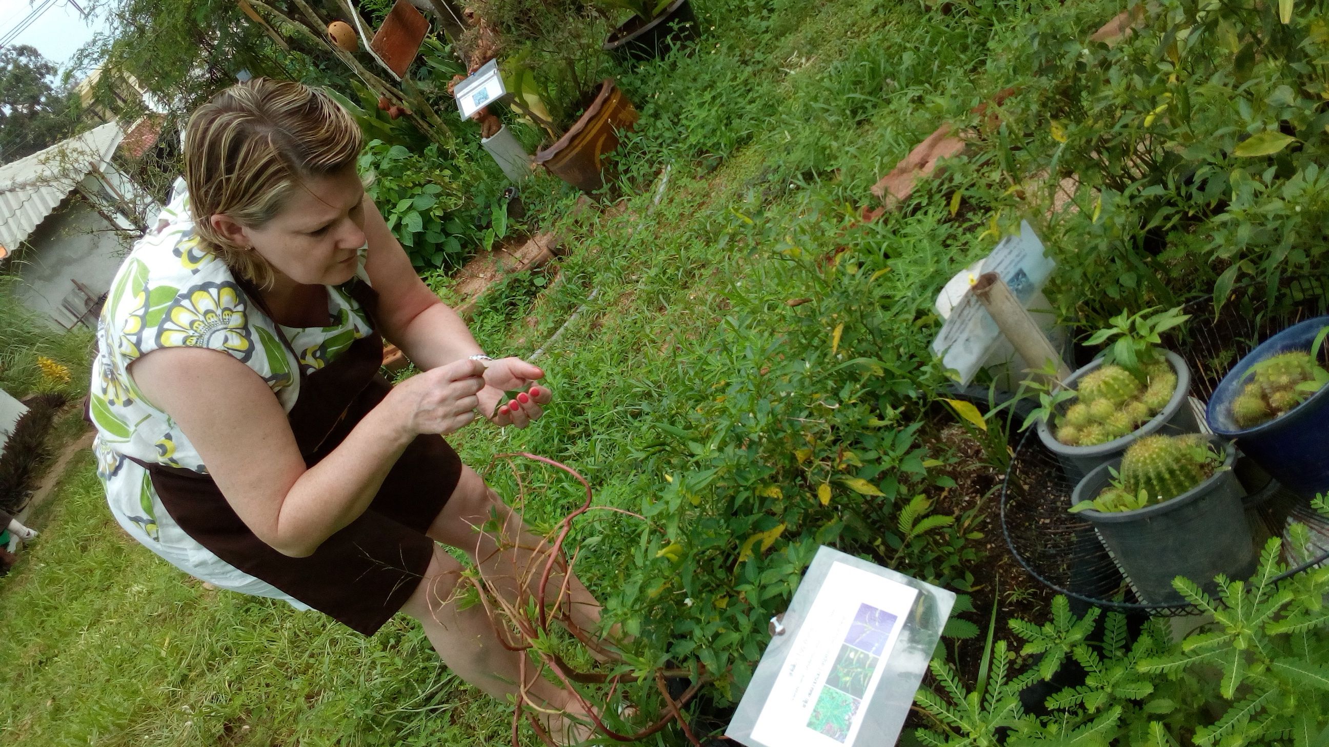 Thai Cooking Class with Organic Herb Garden Tour or Market Tour